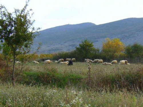 Vorschaubild 2 vom Album Pilgrimage to Medjugorje